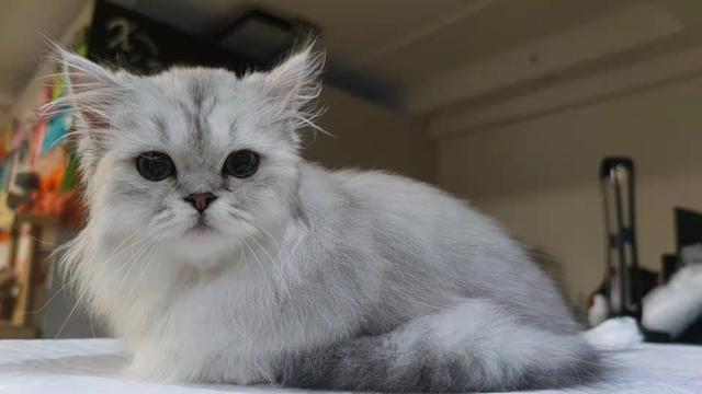 如何抓到一只小野猫，如何抓到一只小野猫视频（找猫最有效的方法）