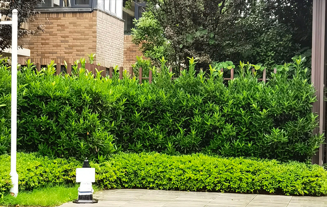 别墅庭院围墙遮挡植物有哪些，别墅围墙绿植（看上去“清清爽爽”）