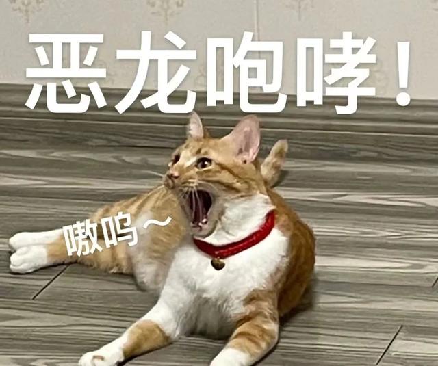 猫咪不吃不喝还呕吐怎么办，猫出现应激不吃不喝怎么办（不吃东西精神不振怎么办）