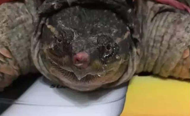 海水盐度是多少，渤海湾海水盐度是多少（海洋动物也需要喝水）