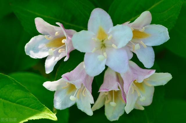 五彩锦带的养殖方法和注意事项，五彩锦带的养殖方法和注意事项有哪些（愿你人生前程似锦、绚丽多彩）