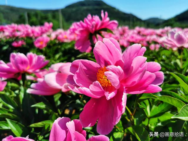 美丽动人是什么意思，美丽动人是形容什么的（邀您领略春末夏初“花相之美”）