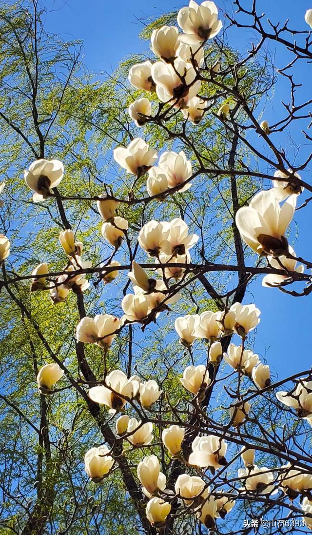 优秀的美文配优秀的美图,经典美文配图(军,陶俊石等春日里"恋花"美文