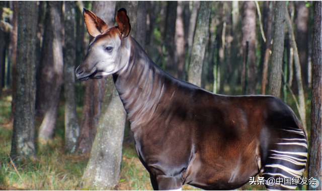 霍加狓怎么读，霍加狓是什么动物（世界上最神秘的大型哺乳动物之一）