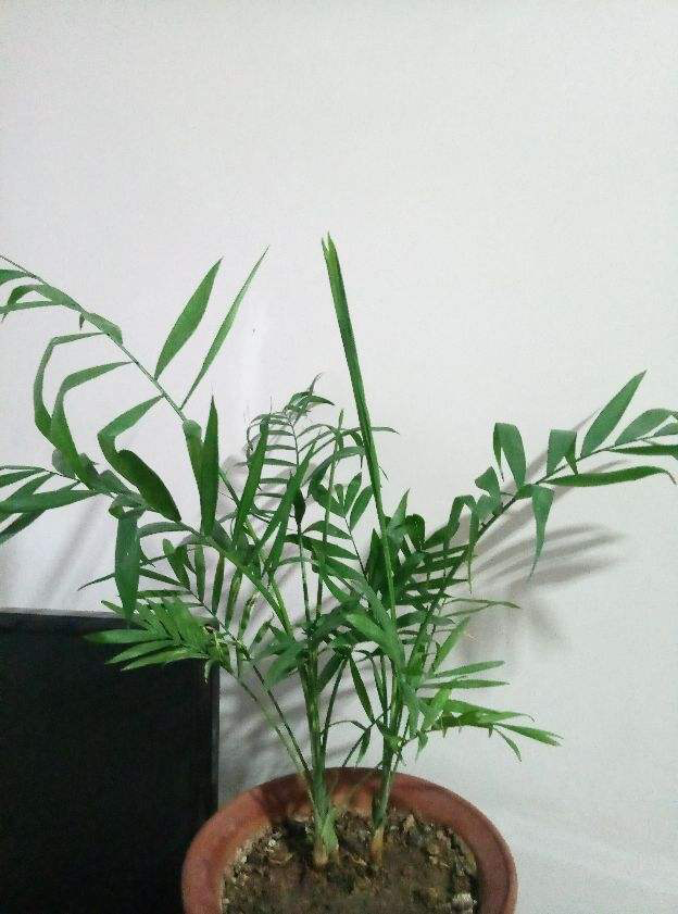 竹子的寓意和象征，竹子的象征意义是什么（有富贵招财好寓意）