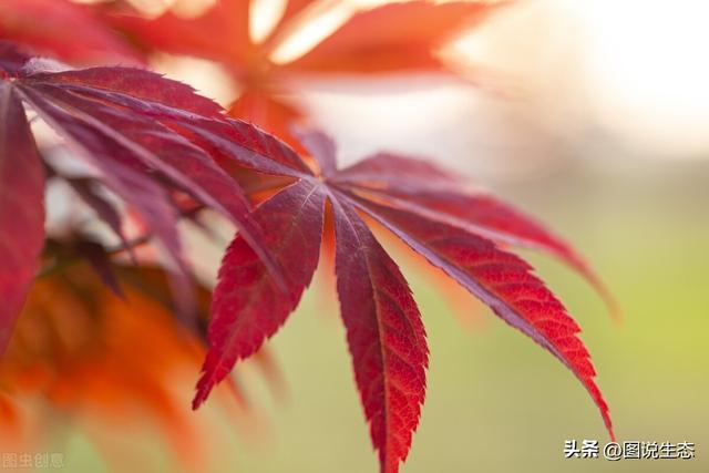 五角枫树适合什么地方种植，五角枫适合哪里种植（最大的1000年在河北阜平）