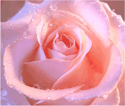 999朵玫瑰，送你999朵动态玫瑰花（999朵玫瑰邰正宵）