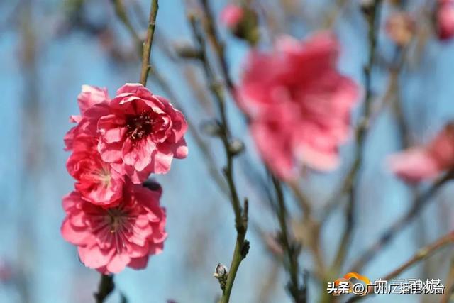广州的市花是什么，代表广州的花是什么花（请收好这份广州花卉“藏宝图”）