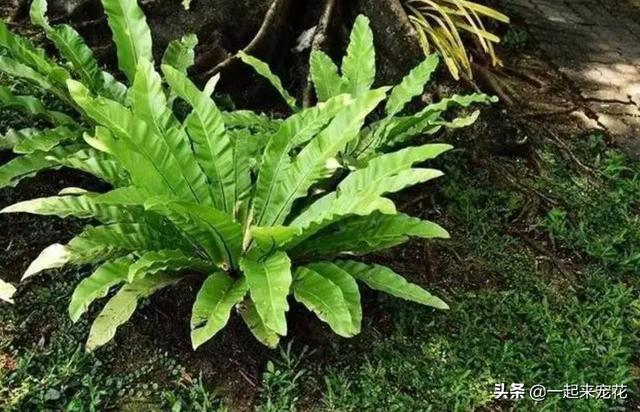 什么花没叶子，什么花没叶子?（10种不喜欢晒太阳的花）