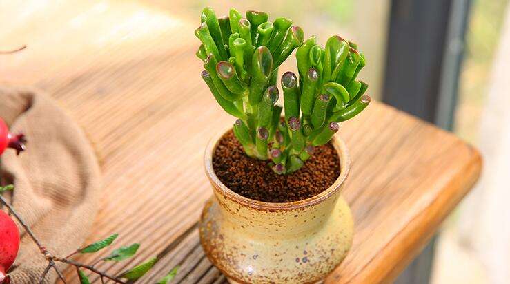 马齿苋多少钱一棵，马齿苋药材价格（堪称“死不了”）