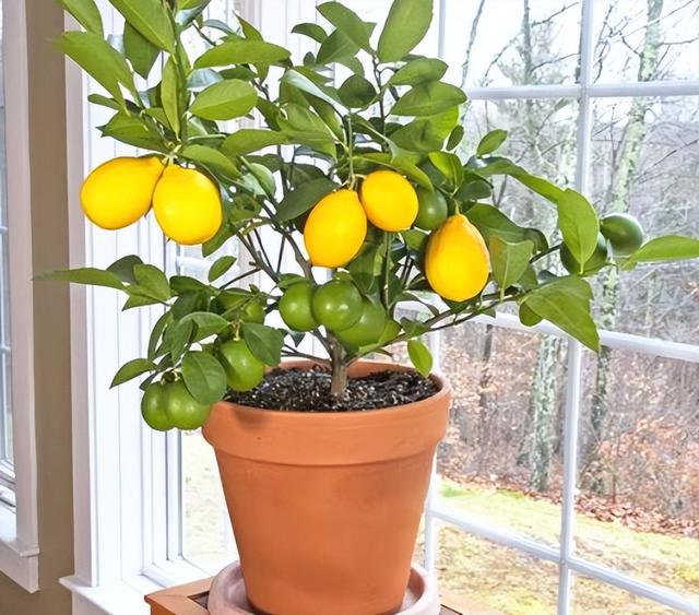 开心果是什么树的果实，开心果是什么树的果实图片大全（阳台可种“4种果”）