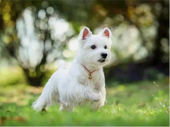 迷惑行为是什么意思，迷惑行为是什么意思啊（狗狗的迷惑行为都代表什么意思）