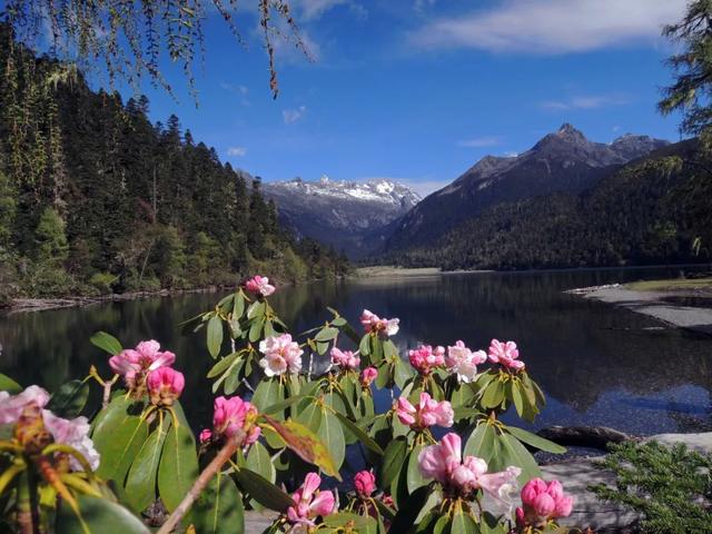 用来比喻爱情的动物，用动物比喻爱情的句子（也该成为四川人的恋爱标配）
