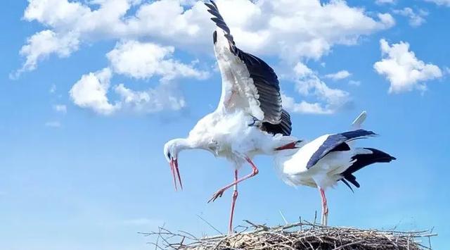 属猴的女人适合佩戴什么首饰，属猴的女人佩戴什么饰品（名字里带动物好不好）