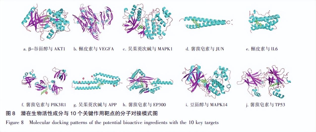 知母黄柏的功效与作用，黄柏和知母都具有的功效（知母-黄柏药对“异病同治”肿瘤恶液质及糖尿病的整合机制研究）