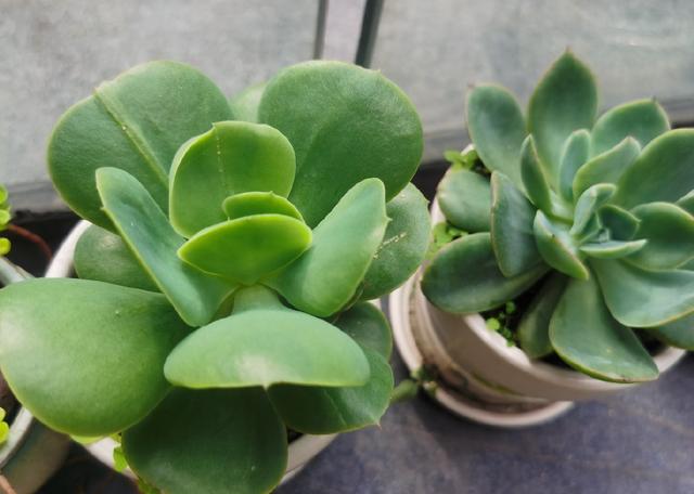 多肉植物怎么种植最合适，养多肉的3个“正确方法”