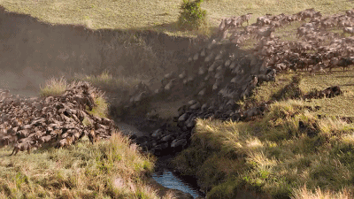 东非动物大迁徙，东非动物大迁徙的路线图（“生命的长征”东非野生动物大迁徙）