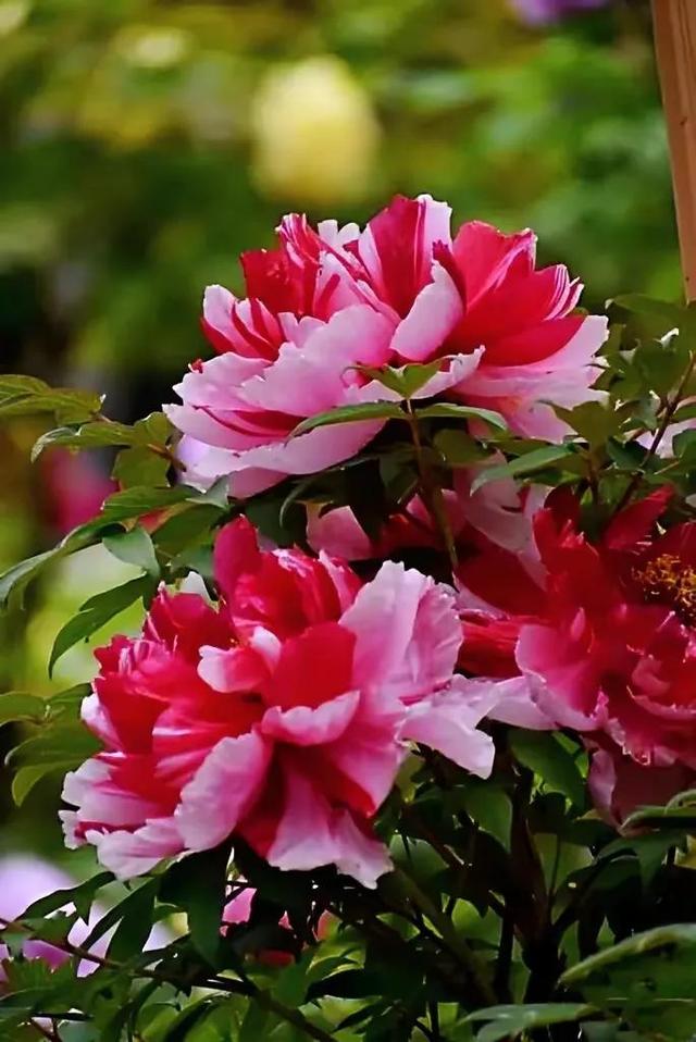 繁花似锦下一句是什么，一路繁花似锦下一句是什么（美醉你的心田）