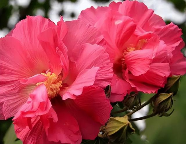 木莲（木莲世家），水莲花尽木莲开——木芙蓉（木莲木莲文章）