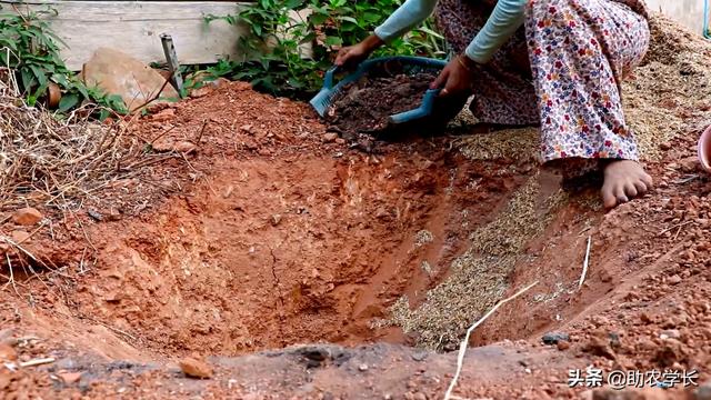 种榴莲的方法，手把手教你种植榴莲树
