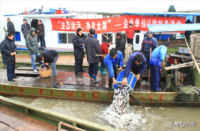鳡鱼是什么鱼，鳡鱼是什么鱼在泗洪话里（鱼群资源“失而复现”）