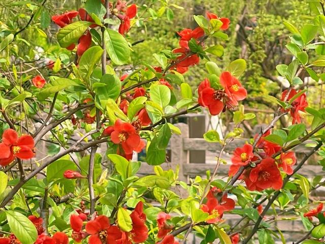 海棠花的花语和寓意，海棠的花语和寓意（海棠花已开，“四品”如何区分）