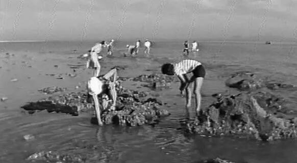 鳆鱼（鳆鱼怎么读），如何挑选鳆鱼（2021登州“苏公日”和“海市会”）