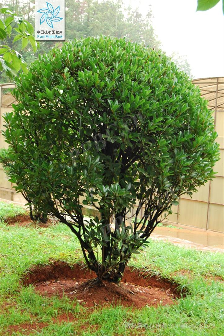 北美冬青和法国冬青的区别(它们到底有什么区别?) - 彝家农业网