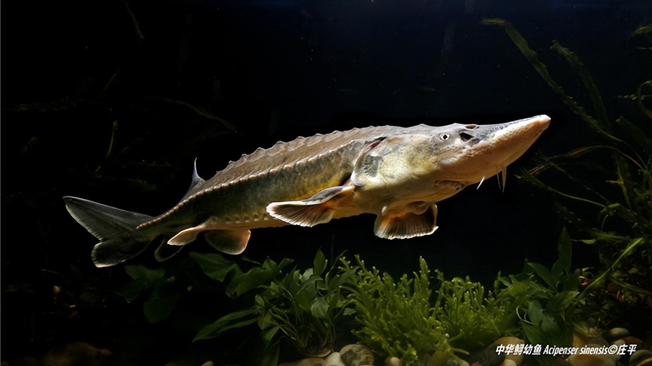 中华鲟会不会灭绝