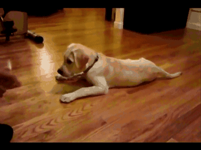 金毛是哪个国家的，十大聪明犬排名（被评为“无攻击性”的3种狗）