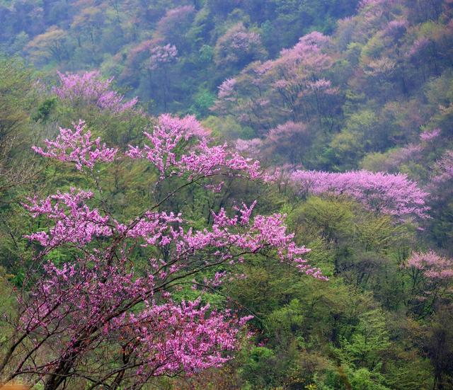 紫荆花代表什么含义，紫荆花什么寓意（紫荆花的寓意，你知道吗）