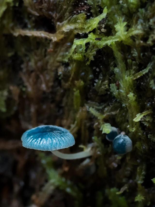 蓝瘦香菇表情包，三种香菇头表情包（这是蓝瘦香菇的本尊了）
