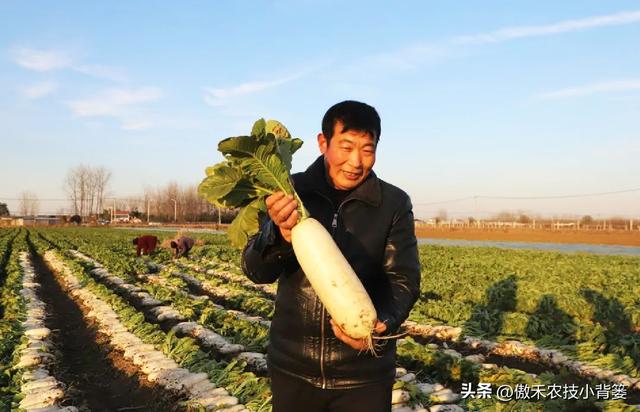 白萝卜种植时间和方法，种白萝卜的正确方法（高产萝卜种植技术）