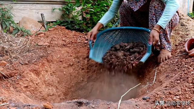 种榴莲的方法，手把手教你种植榴莲树
