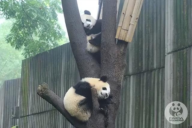 ​游客认错花花，就是那个三角形饭团~