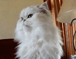 猫唇是什么唇形，猫唇是什么样子的（猫咪舔嘴就是嘴馋）