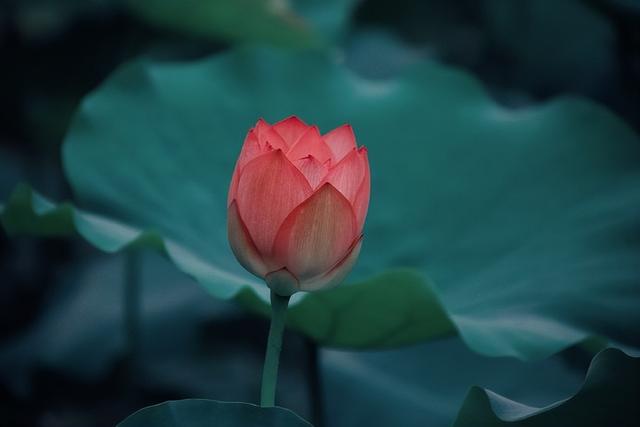 形容花漂亮唯美的诗句，形容花花草草非常优美的诗句（看盛夏最美丽的景象）