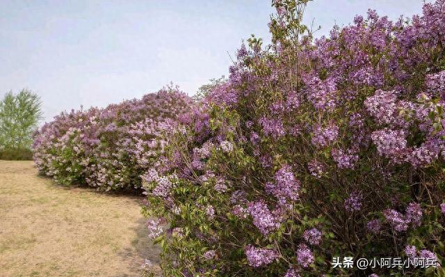 上海丁香花园：历史与现代交织的美丽角落