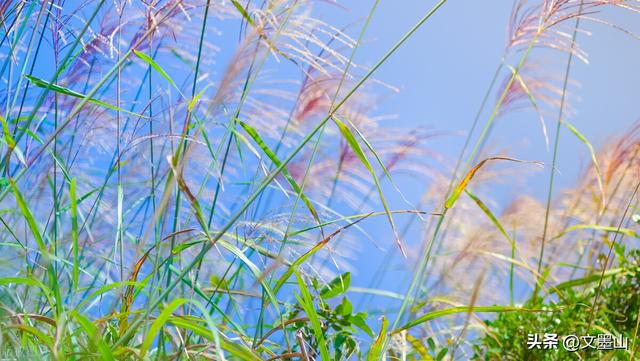 让泪化作相思雨歌词，化作漫天相思的雨歌名介绍（九月微凉，化作满天相思的雨）