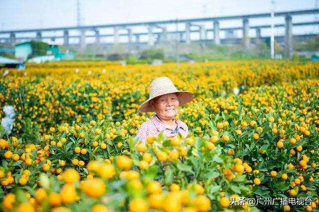 广州的市花是什么，代表广州的花是什么花（请收好这份广州花卉“藏宝图”）