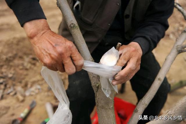 黑枣树（黑枣树简介，杮子树可以嫁接什么果树（黑枣树百科）