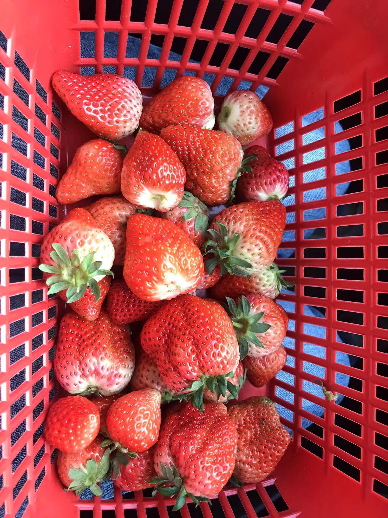 摘草莓的季节是几月份，采摘草莓的季节