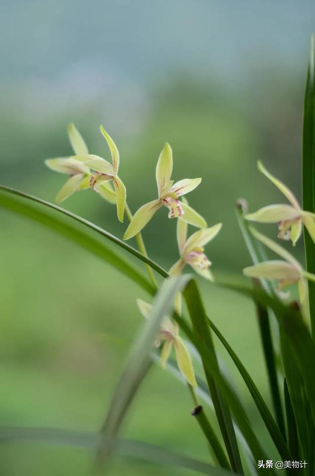 空谷幽兰的意思，空谷幽兰是什么意思（幽兰，清雅）