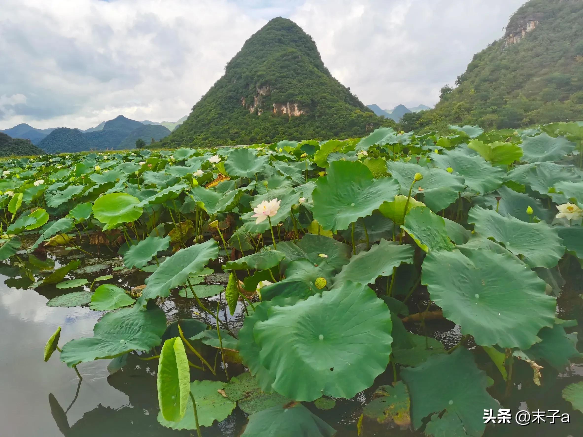 丘北县普者黑风景区简介,低调,美得无法形容的普者黑-风俗-荣耀易学