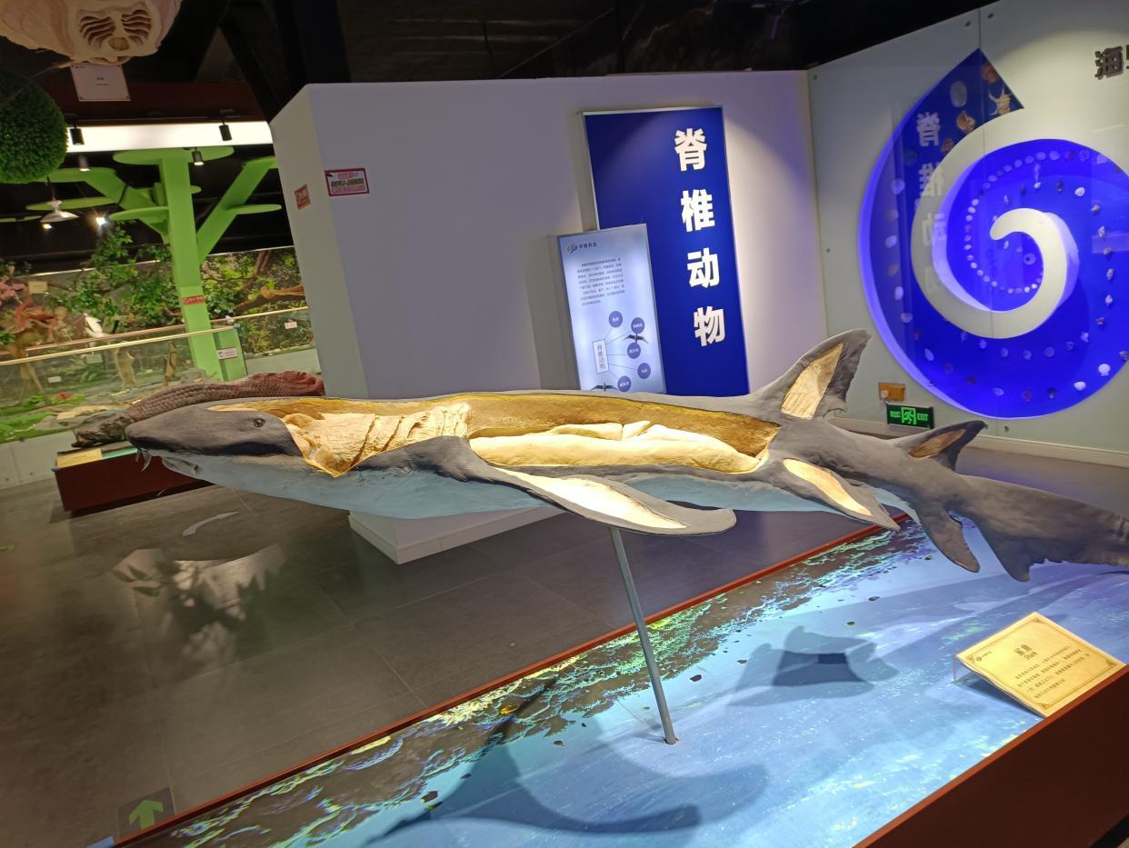 郑州最适合带孩子去旅游的地方(郑州海洋馆团购60元)