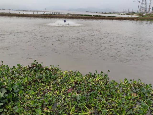 水葫芦能和鱼一起养吗，水葫芦能和鱼一起养吗怎样养荷花（如何利用水葫芦实现化废为宝）