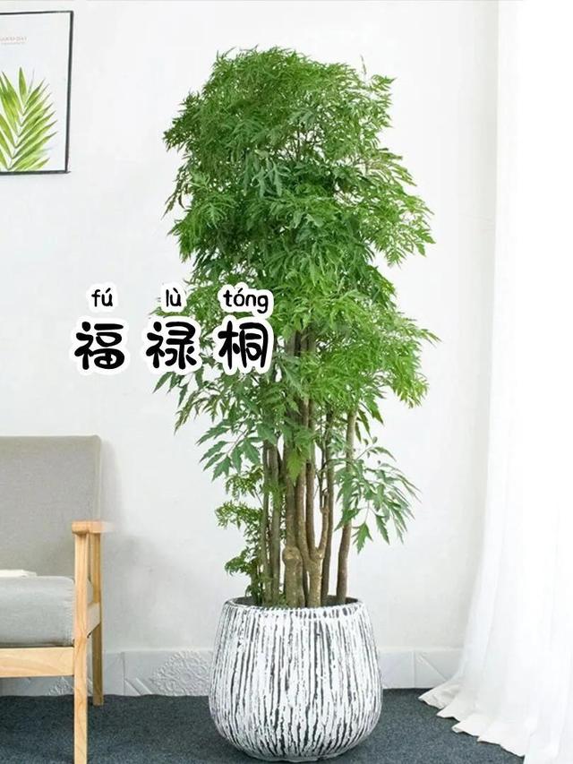 比较大的绿植，寓意美好又耐看的6⃣️款大型绿植