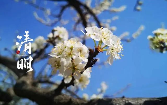 清明诗句大全，《清明》的诗句（十二首清明的诗词）