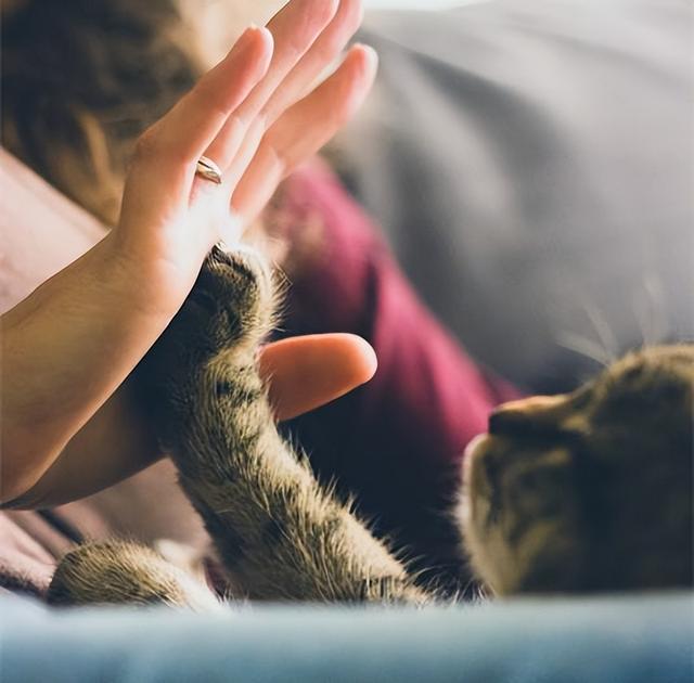 猫咪对主人有感情吗，猫咪对主人会有感情吗（猫咪会对主人产生强烈的“依恋关系”）