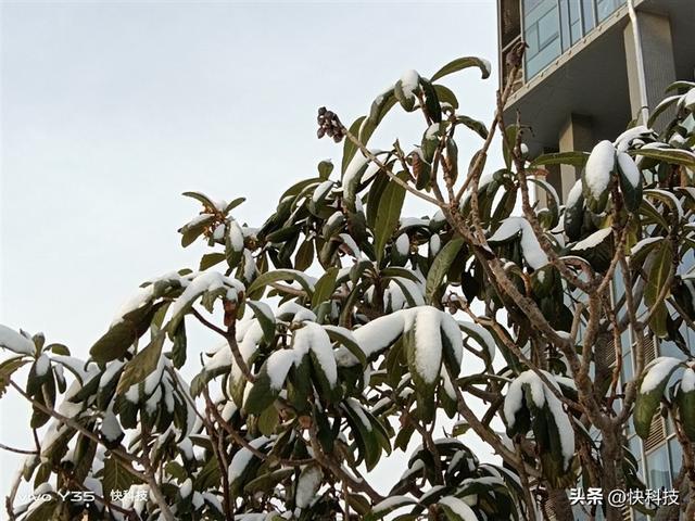 vivoy35是全网通的吗，Y35评测：解锁千元级新体验